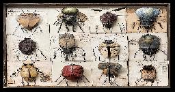 Brouci v krabici (Bugs in a box)