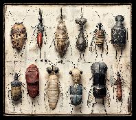 Jiní brouci v jiné krabici (Another bugs in another box)
